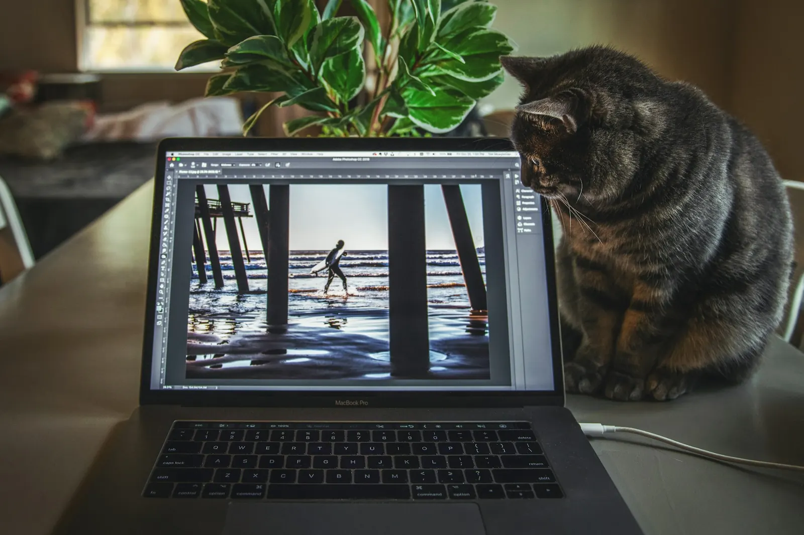 a cat trading on a laptop