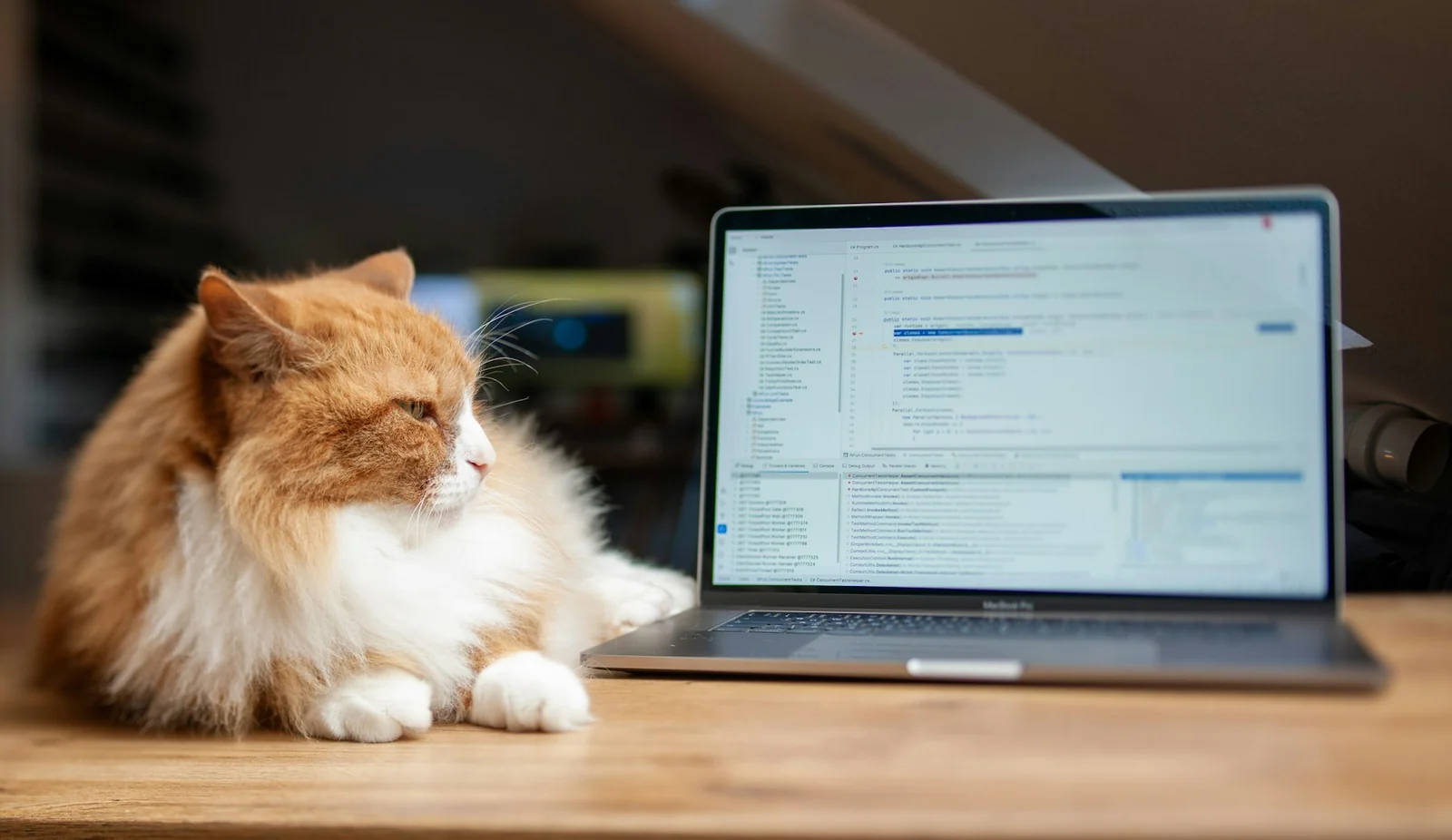 the cat at the laptop indoors